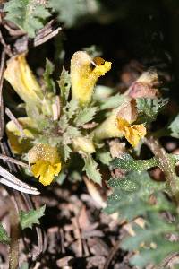 Pedicularis semibarbata image