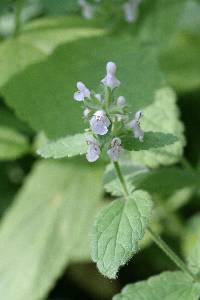 Stachys rigida image