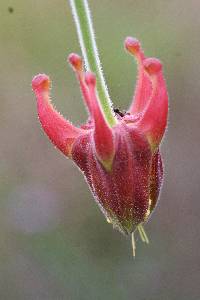 Aquilegia eximia image