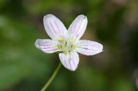 Claytonia cordifolia image