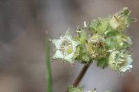 Horkelia tridentata image