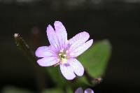 Epilobium ciliatum image