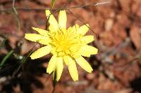 Agoseris heterophylla image