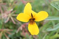 Viola douglasii image