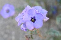 Phacelia fremontii image