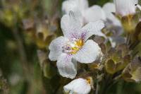 Polemonium pulcherrimum image