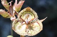 Calochortus tiburonensis image