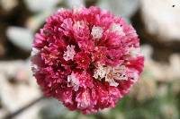 Eriogonum gracilipes image