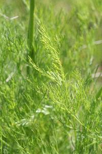 Lomatium caruifolium image