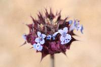 Salvia columbariae image