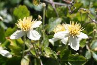 Clematis lasiantha image