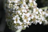 Lepidium fremontii image