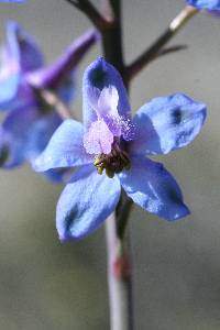 Delphinium parishii image