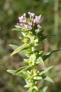 Collomia linearis image