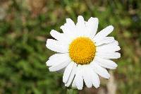 Leucanthemum vulgare image