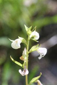 Pedicularis racemosa image