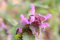 Lamium amplexicaule image