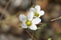 Minuartia douglasii image