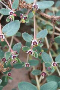 Euphorbia polycarpa image