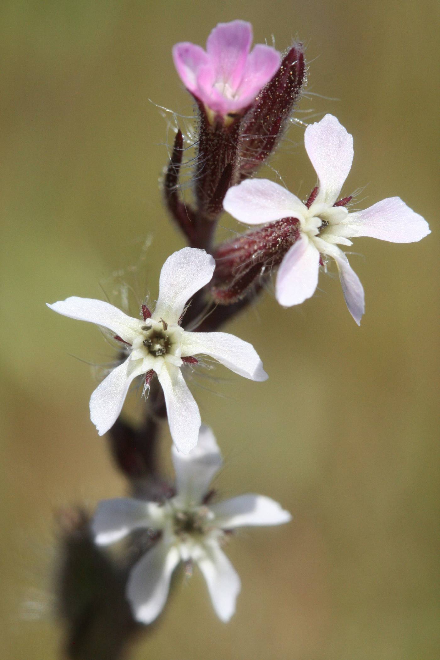 Silene gallica image