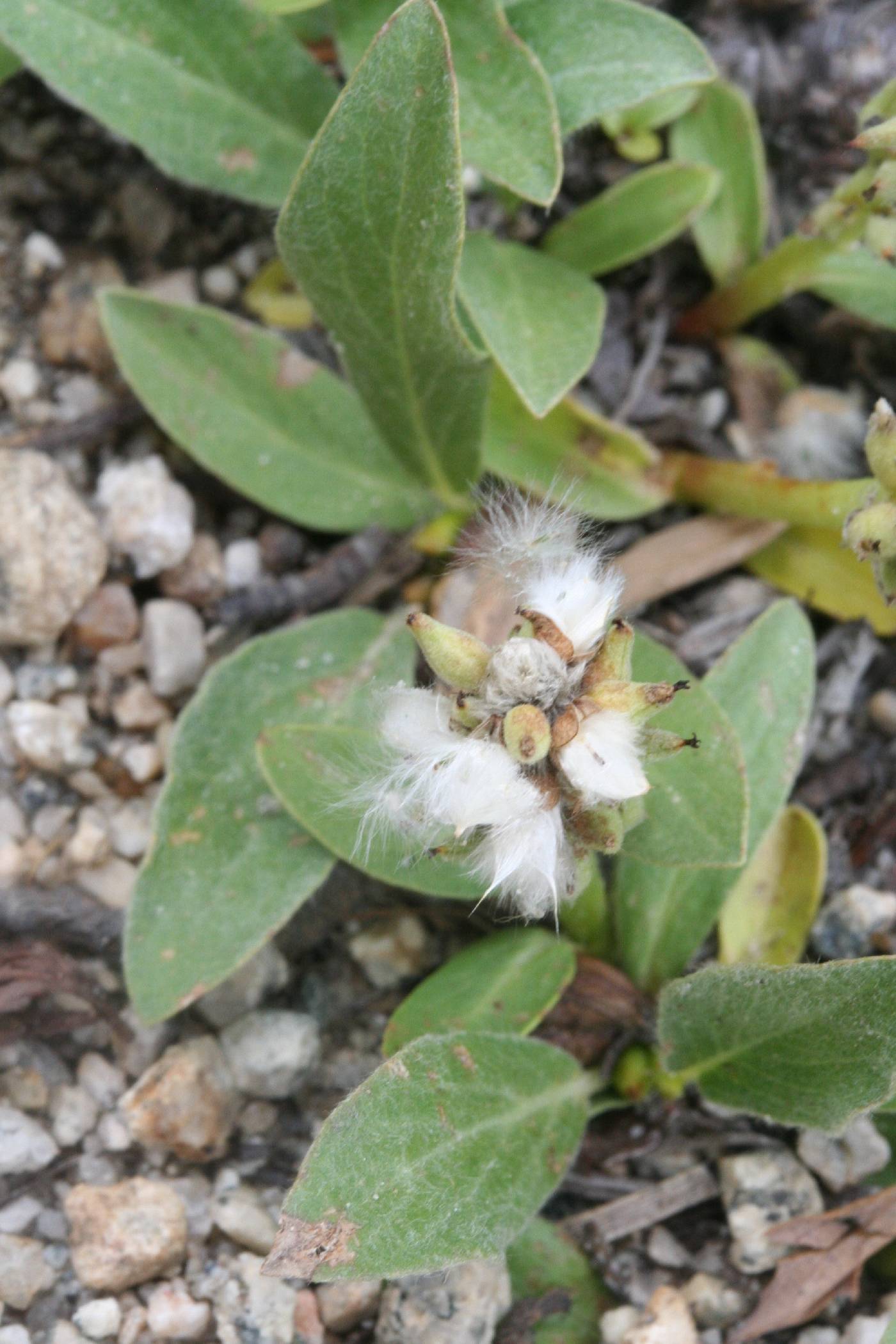 Salix petrophila image