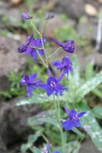 Delphinium patens image