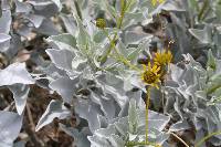 Encelia farinosa image