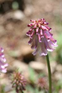 Trifolium productum image