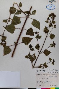 Ageratina adenophora image