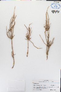 Ephedra funerea image