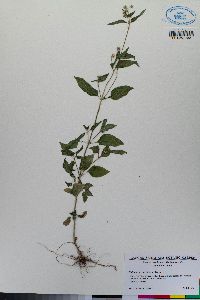 Galinsoga parviflora image