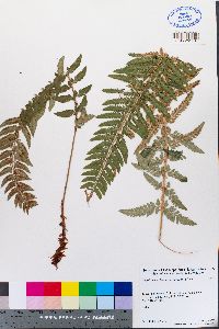 Polystichum californicum image