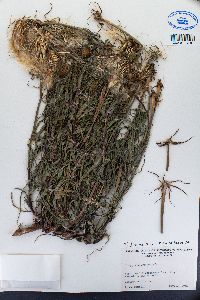 Tragopogon dubius image