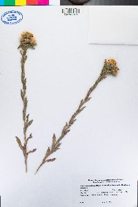 Heterotheca sessiliflora subsp. bolanderi image