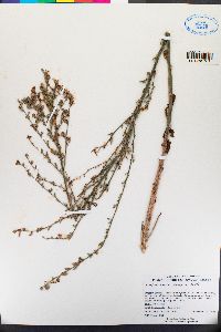 Stephanomeria exigua image