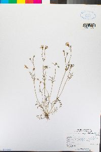 Gilia tricolor subsp. diffusa image