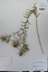 Carthamus lanatus image