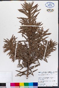 Image of Podocarpus elongatus
