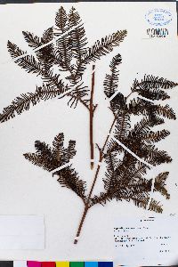 Image of Sticherus cryptocarpus