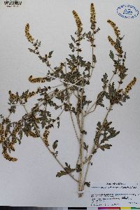 Ambrosia acanthicarpa image