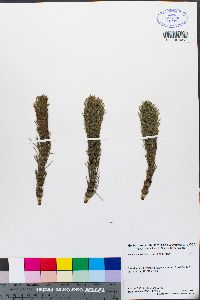 Equisetum telmateia subsp. braunii image