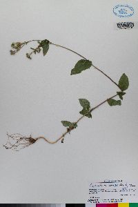 Ageratum conyzoides image