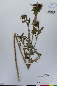 Cirsium japonicum image