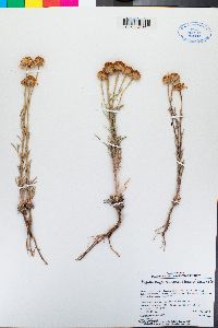 Hymenoxys lemmonii image