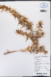 Xanthium spinosum image