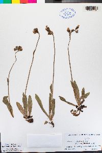 Image of Hieracium nigriceps