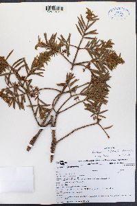 Image of Podocarpus lambertii