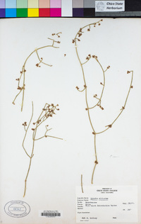Image of Ephedra altissima