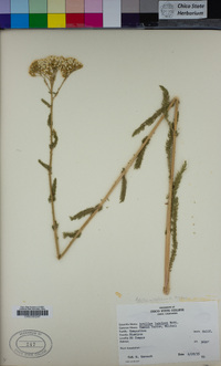 Achillea millefolium image