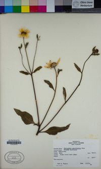 Helianthus gracilentus image